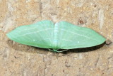 The Bad-Wing, Hodges#7648 Dyspteris abortivaria