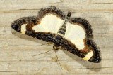 Common Spring Moth, Hodges#6261 Heliomata cycladata