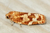 Jack Pine Budworm, Hodges#3643 Choristoneura pinus