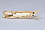 Double-banded Grass Veneer, Hodges#5362 Crambus agitatellus