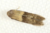 Pigritia sp., family Blastobasidae