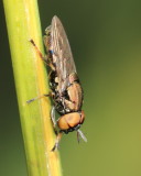 Orthonevra pictipennis