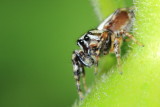 Family Salticidae - Jumping Spiders