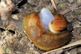 Orange-banded Arion (Arion fasciatus)