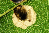 Hodges#0240.1 Aspilanta oinophylla