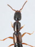 Xantholinus linearis