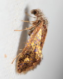 Chinquapin Leaf-miner Hodges#0004 Dyseriocrania auricyanea