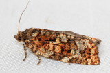 Eastern Spruce Budworm, Hodges#3638 Choristoneura fumiferana