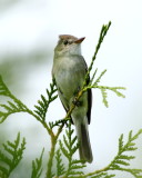 Willow Flycatcher (Empidonax traillii)