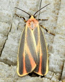 Painted Lichen Moth, Hodges#8090 Hypoprepia fucosa