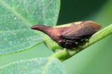 Enchenopa sp. on Robinia