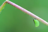 Two-striped Planthopper (Acanalonia bivittata), family Acanaloniidae