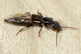 Subfamily Paederinae