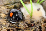 Twice-stabbed Lady Beetle (Chilocorus stigma)