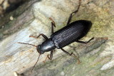 Family Tenebrionidae - Darkling Beetles