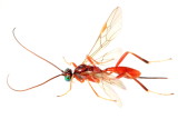 Family Braconidae - Braconid Wasps