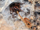Family Agelenidae - Funnel-web Spiders