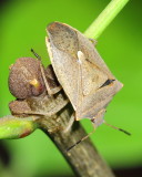 Family Pentatomidae - Stink Bugs