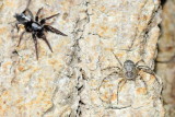 Family Gnaphosidae - Ground Spiders