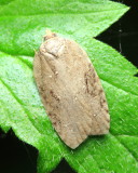 Lesser Maple Leafroller, Hodges#3539 Acleris chalybeana