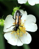 Strangalepta abbreviata (Lepturinae)