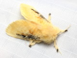 Black-waved Flannel Moth, Hodges#4644 Megalopyge crispata (Megalopygidae)