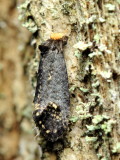 Pelecystola nearctica (Tineidae)