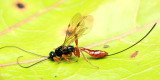 Ichneumon, Odontocolon sp. (Ichneumonidae: Xoridinae)