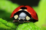7-spotted Lady Beetle (Coccinella septempunctata)