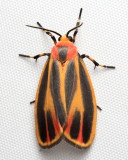 Painted Lichen Moth, Hodges#8090 Hypoprepia fucosa
