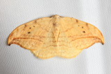 Arched Hooktip, Hodges#6251 Drepana arcuata