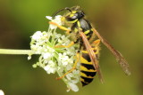 Eastern Yellowjacket (Vespula maculifrons)