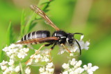 Blackjacket (Vespula consobrina)