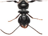 Cockroach Wasp (Ampulex canaliculata) family Ampulicidae