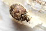 Museum Beetle (Anthrenus museorum)