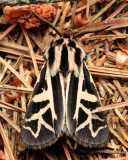 Williams Tiger Moth, Hodges#8186 Apantesis williamsii