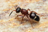 Velvet Ant, Ephuta sp., family Mutillidae