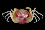 Oyster Pea Crab (Zaops ostreum)