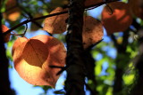 Round-leafed Dogwood (Cornus rugosa)