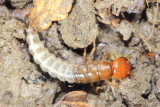 Tasgius sp.