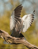 Streptopelia decaocto / Turkse tortel / Eurasian Collared Dove