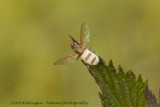 Entomophthora cf. muscae