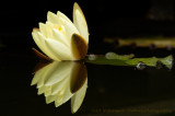 Waterlelie / Water lily
