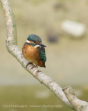 Alcedo atthis / IJsvogel / Kingfisher