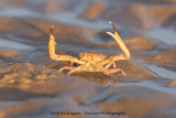Hoekige krab / Angular crab