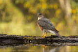 Accipiter nisus / Sperwer / Eurasian Sparrowhawk