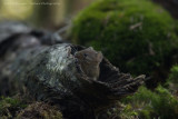 Myodes glareolus / Rosse Woelmuis / Bank Vole