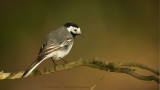 Motacilla Alba / Witte Kwikstaart / White wagtail