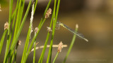 Coenagrion puella / Azuurwaterjuffer / Azure damselfly