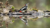 Dendrocopos Major / Grote Bonte Specht / Great Spotted Woodpecker